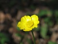 Single yellow flower in spring. macro. Anemone yellow flower
